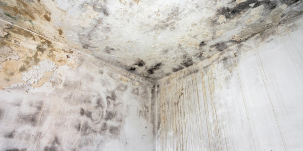 Rehabilitación y Restauración de Fachadas · Pintura Antihumedad / Antimoho para Humedades / Moho